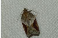 Acleris laterana