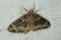 Ecliptopera silaceata