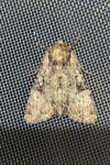 Apamea epomidion