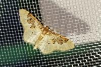 Idaea rusticata