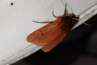 Phragmatobia fuliginosa