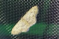 Idaea seriata