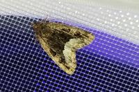 Deltote pygarga