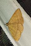 Paracolax tristalis