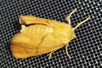 Apoda limacodes