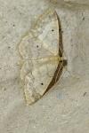 Idaea biselata