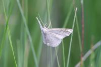 Idaea macilentaria