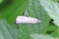 Crambus pratella