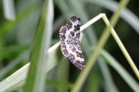 Epirrhoe tristata