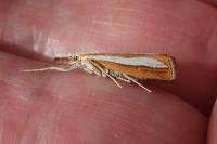 Catoptria margaritella