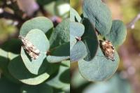 Celypha lacunana
