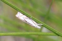 Crambus uliginosellus