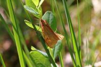 Diacrisia sannio
