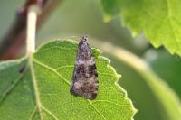 Olethreutes palustrana