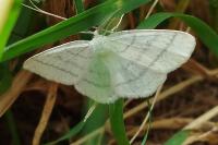 Cabera pusaria