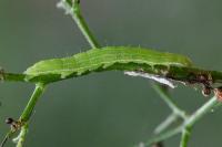 Cucullia prenanthis