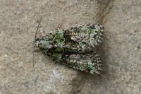 Cryphia algae