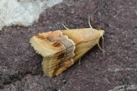 Eublemma parva