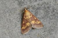 Ostrinia nubilalis
