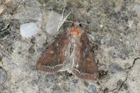 Lacanobia oleracea