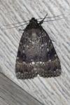 Amphipyra pyramidea