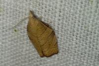 Pandemis cerasana