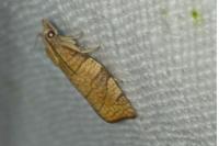 Pandemis cerasana