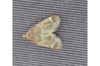 Pyralis farinalis
