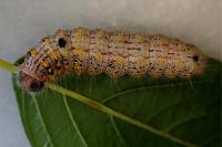 Clostera curtula