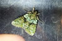 Cryphia algae