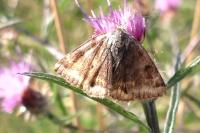 Euclidia glyphica