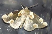 Thyatira batis