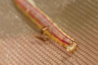Nascia cilialis