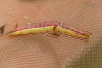 Nascia cilialis