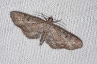 Eupithecia inturbata