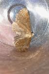 Eupithecia vulgata