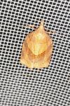Pandemis corylana