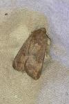Hoplodrina octogenaria