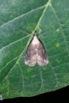 Schrankia taenialis