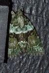 Cryphia algae