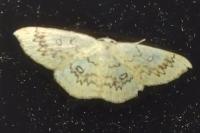 Cyclophora annularia