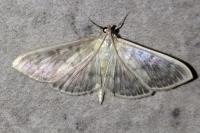 Patania ruralis