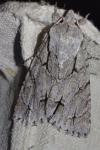 Acronicta psi/tridens