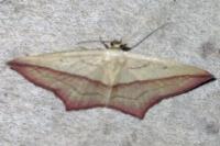 Timandra comae