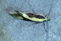 Harpella forficella