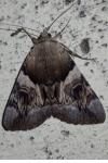Catocala fulminea