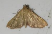 Endotricha flammealis