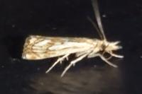Catoptria falsella