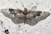 Idaea rusticata
