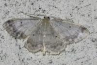 Idaea biselata